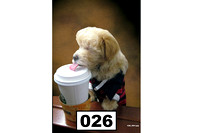 Animals Dog Drinking Coffee