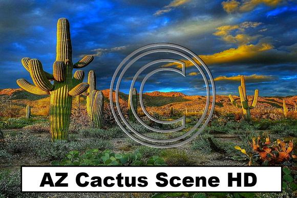 Places AZ Cactus Scene HD - 413