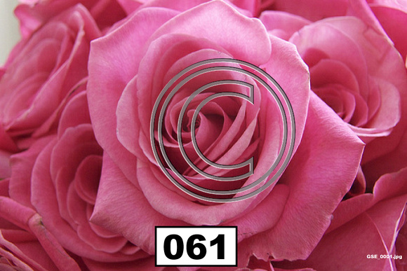 Rose - 061