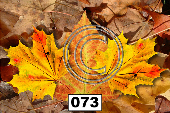 Fall Leaves - 073