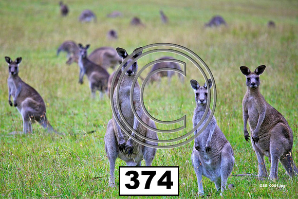 Animals Kangaroos - 374