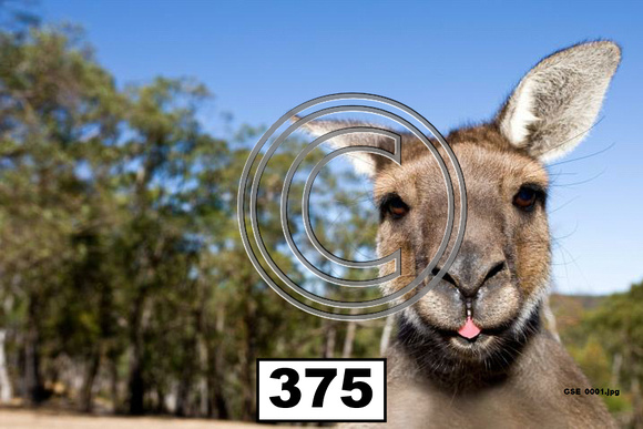Animals Kangaroo Face - 375