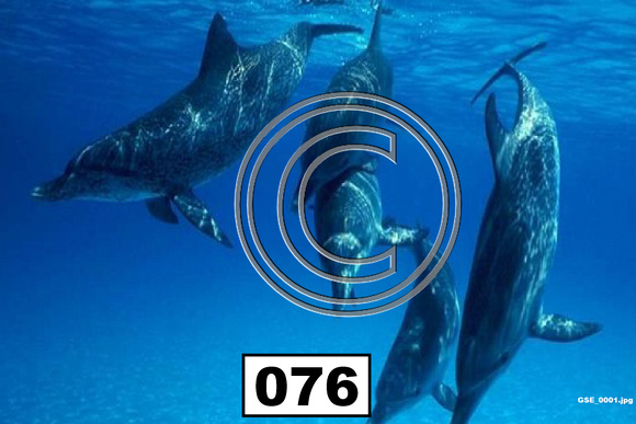 Under Sea Dolphin - 076
