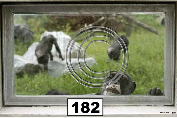Animals Monkeys in Window - 182